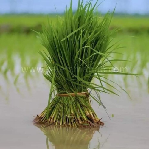 Buy Organic Mappillai Samba Rice online 